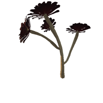Flower_Aeonium Black Rose 5 1